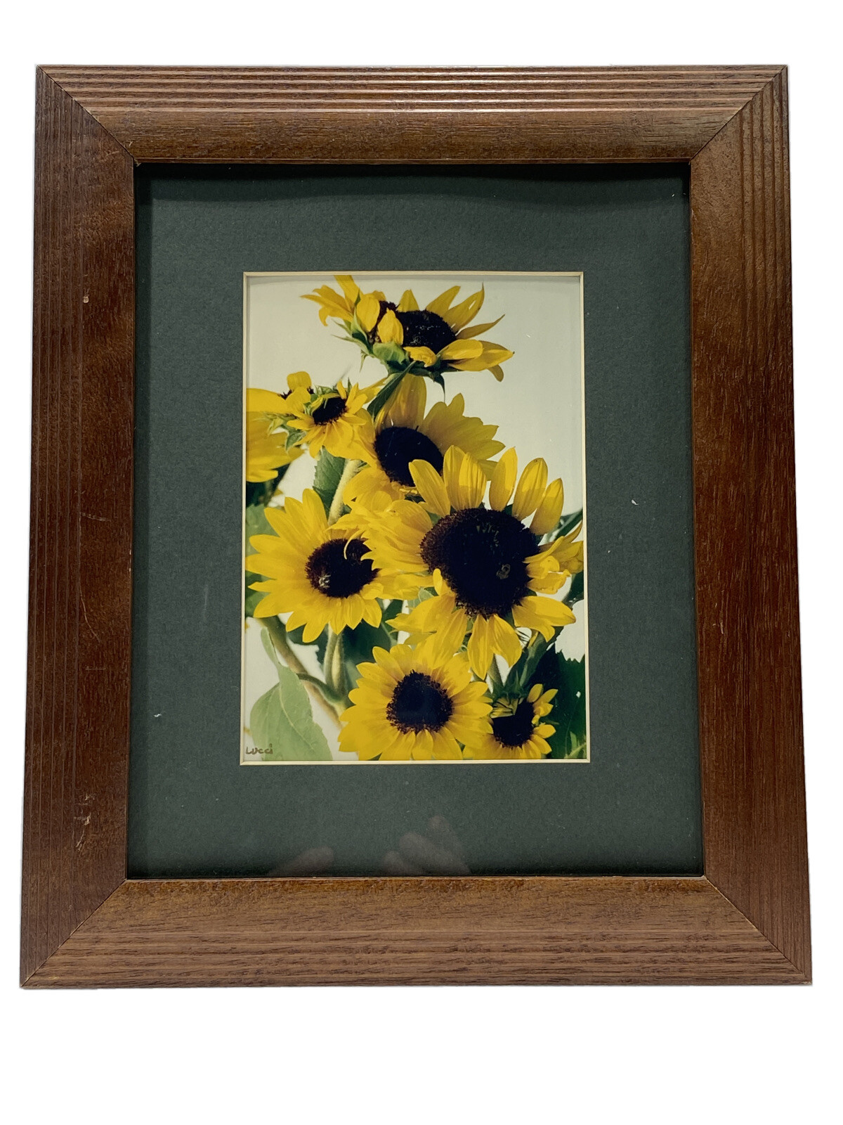 Sunflower Photo With Wooden Frame 2003 By Martha Lucci Artworks & Photography