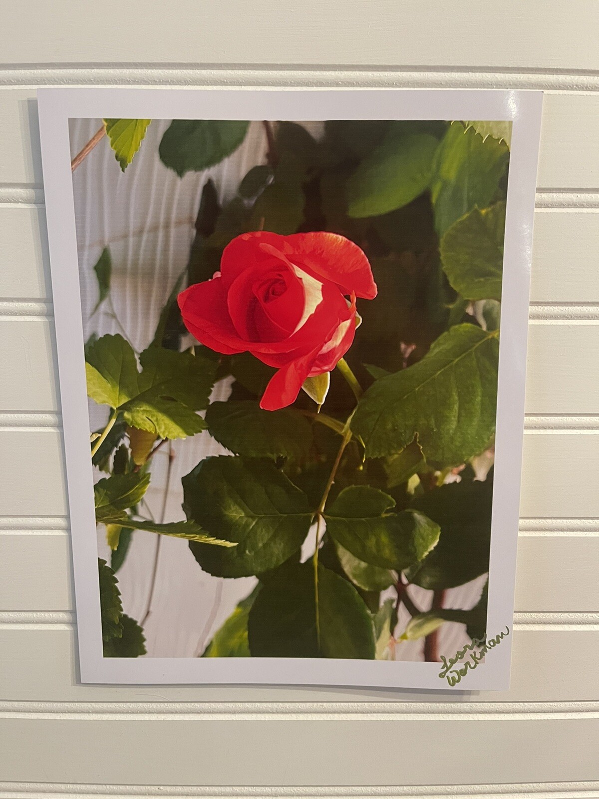 Garden Rose #7 – landscape photograph 8.5×11