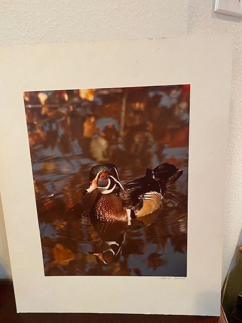 THASE DANIEL Signed Wildlife Photograph Duck In Water Ready To Frame RARE
