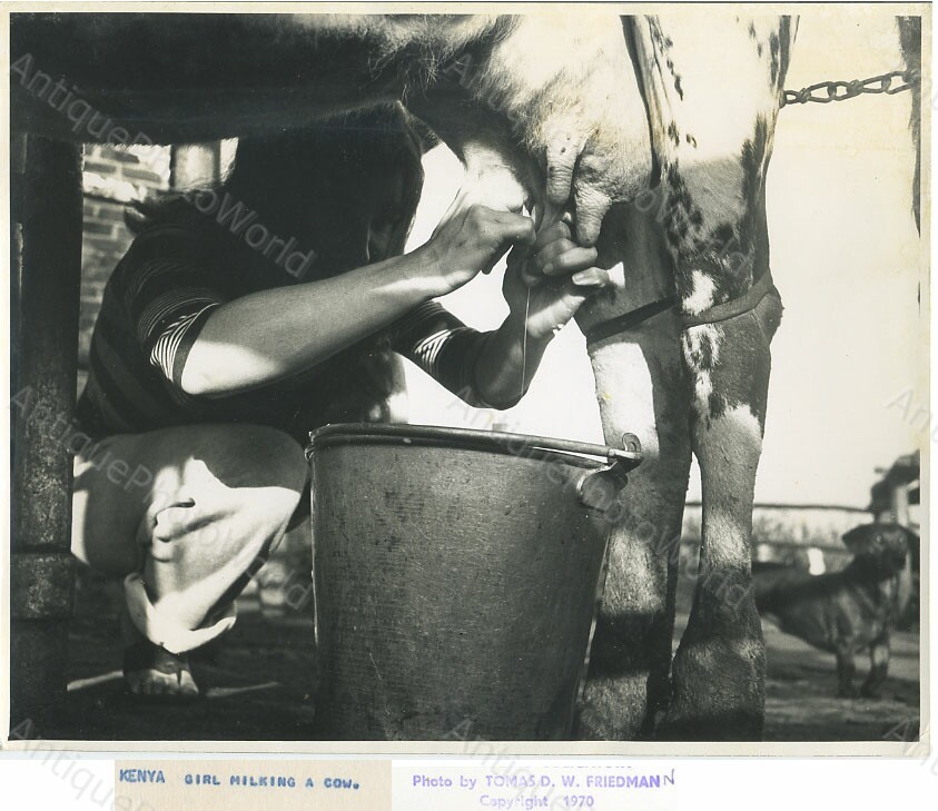 Kenya milking cow vintage art photo by T. Friedman
