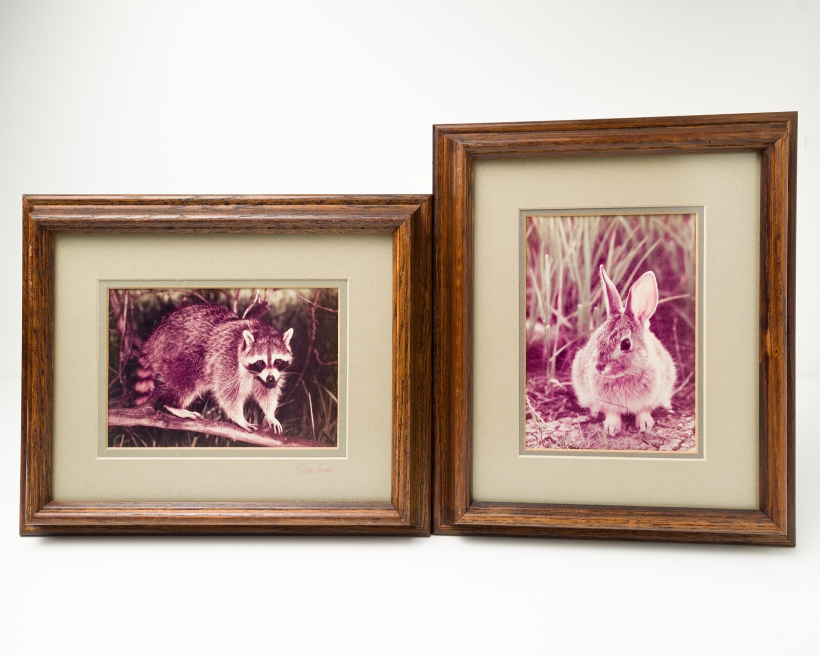 VTG Nature Photographs – Cottontail Raccoon William Ervin Natural Imagery Signed