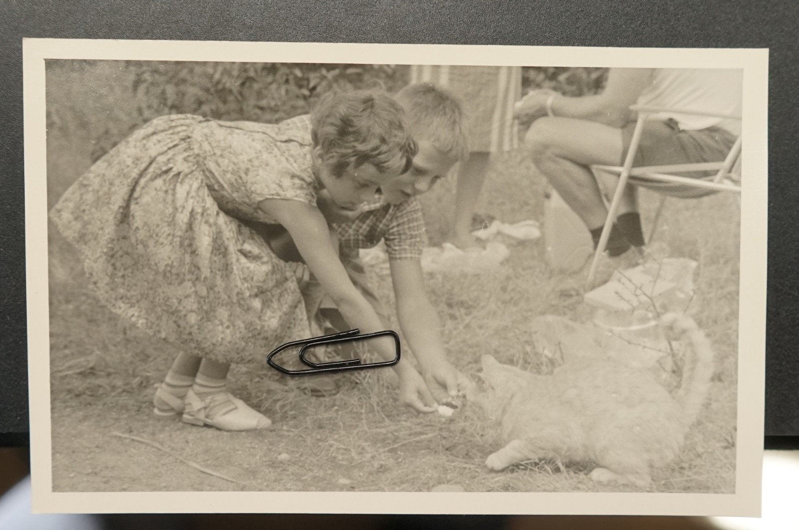 Photo Postcard Portrait Children Feeding Cat Pet Boy Girl Model Picture