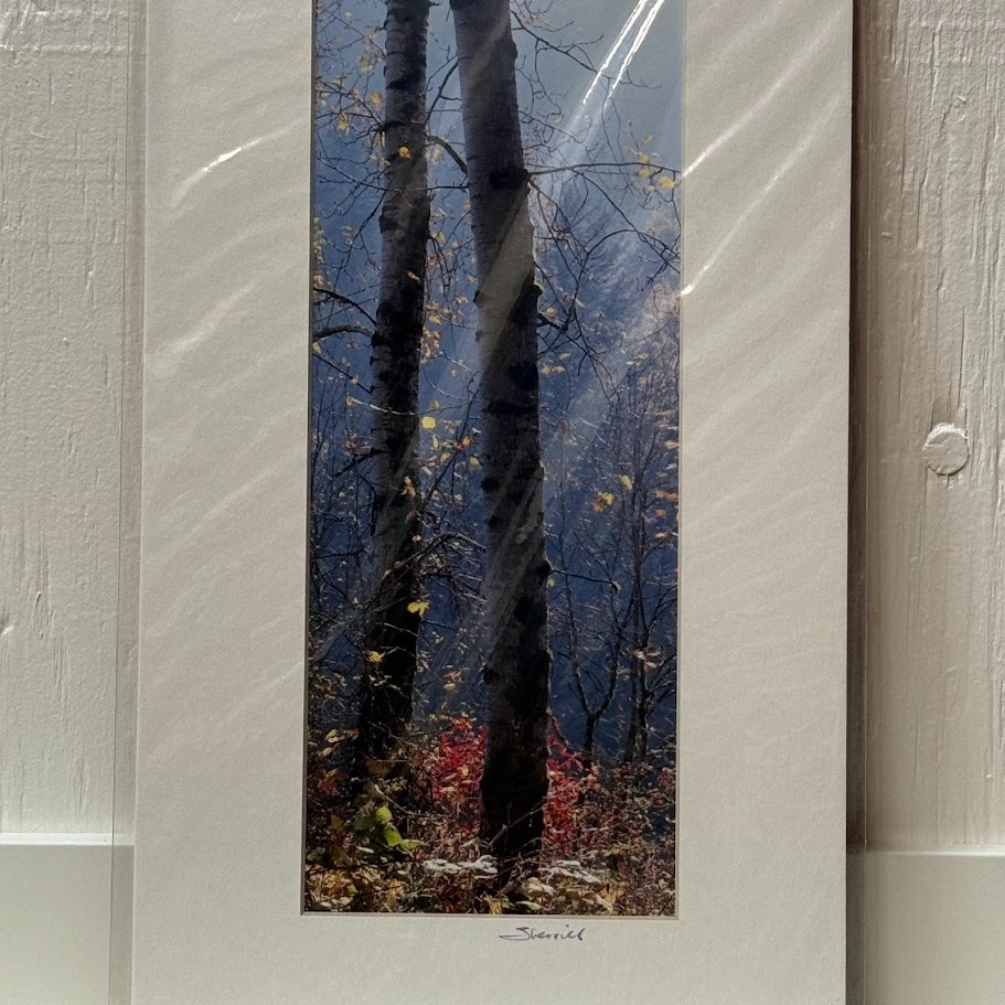 Signed Sherrill Photo Fall Color Aspen Trees – CHOOSE MAT COLOR – Rooster Rock