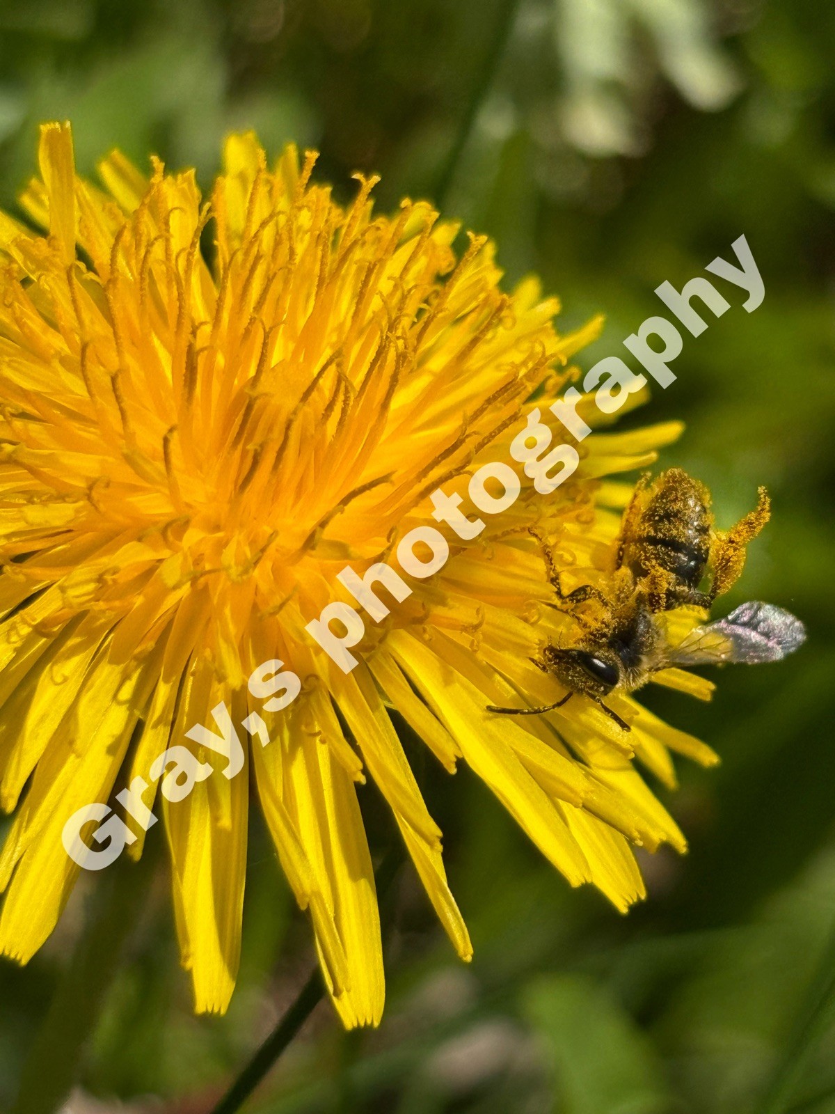 Original nature photography on 8×10 canvas,canvas,bee,nature