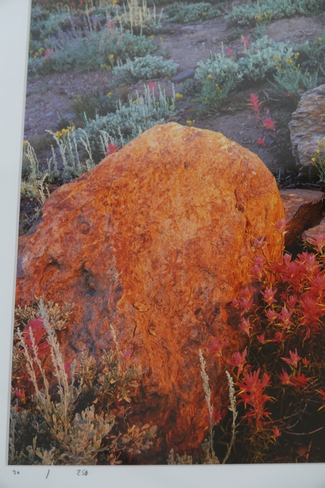 ARTIST VERN CLEVENGER 30/250 INDIAN PAINTBRUSH MOUNT RITTER MINARETS PHOTOGRAPH