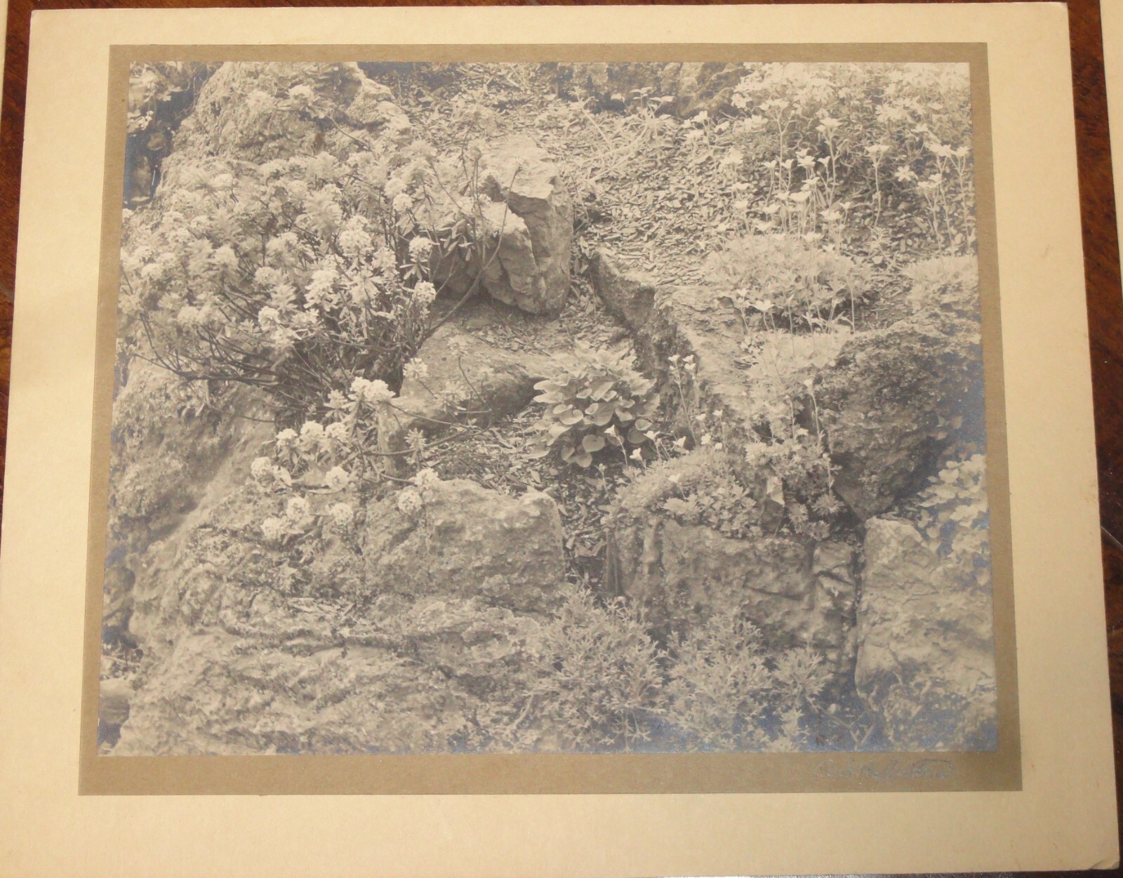 6 Vintage Signed Matted Sepia Photographs ~ Montclair NJ Botanical Gardens L2