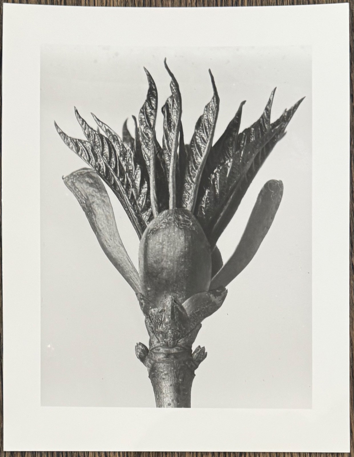 Karl Blossfeldt, horse chestnut, photograph from estate, stylus art 2010