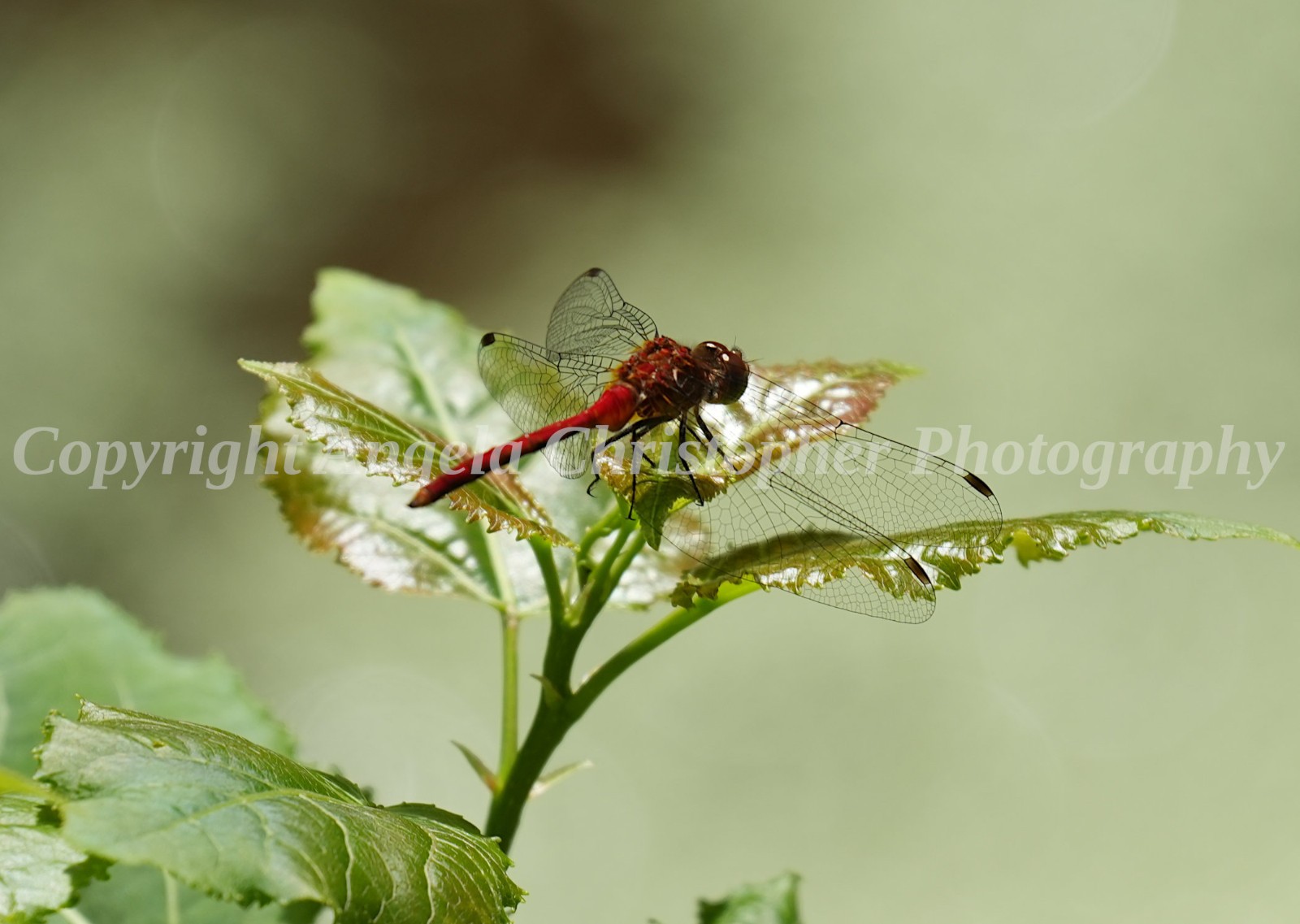Original ACEO photo fine art print 2.5 x 3.5 inch RUFOUS MARSH GLIDER DRAGONFLY