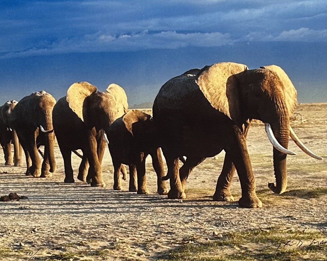 Thomas D. Mangelsen’s “The Long Journey” Limited Edition Signed Photo #293/1200