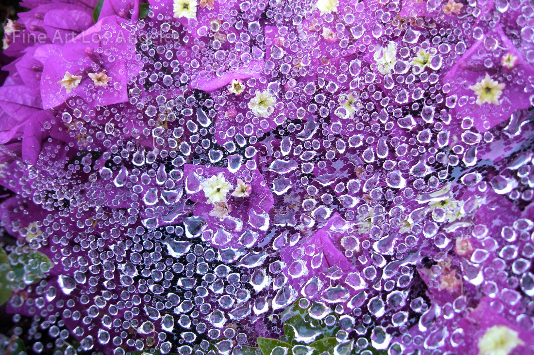 Robin Steinhardt Photo, “La Madrugada”, early morning dew on flowers