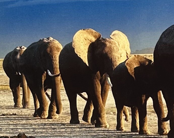 Thomas D. Mangelsen’s “The Long Journey” Limited Edition Signed Photo #293/1200
