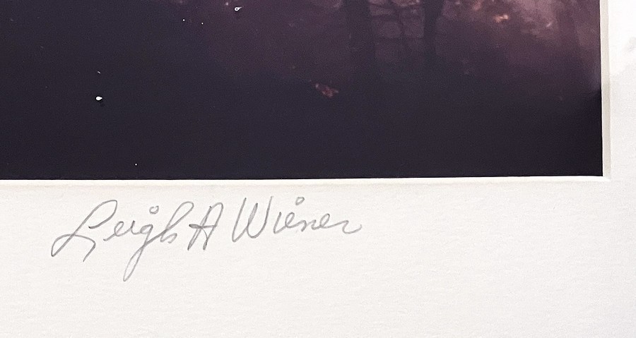 Leigh Wiener Original Color Photograph Trees in Sunlight Signed Framed