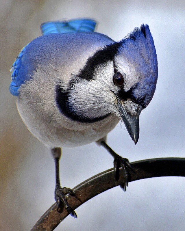 Art Photograph 8×10 Blue Jay Bird on Hook Artist Signed
