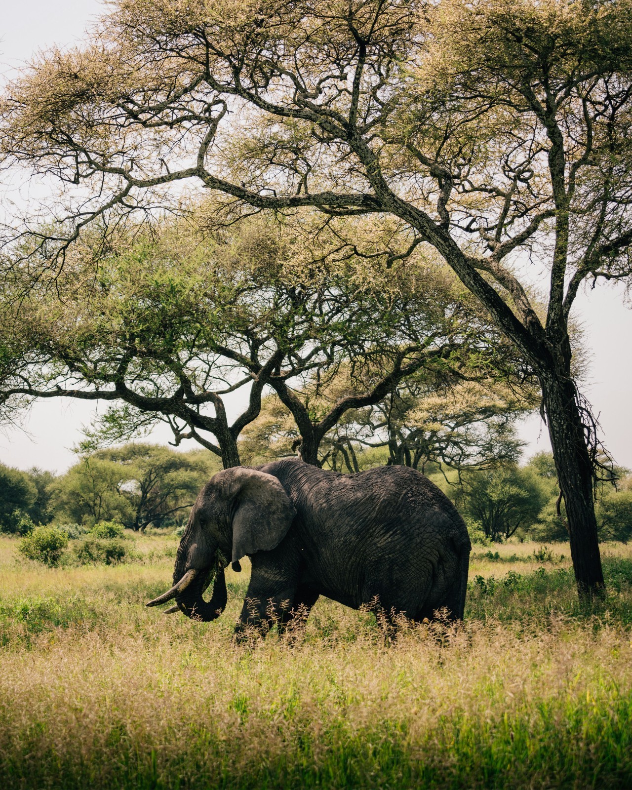 Savannah Elelphant 8″x10″ Photograph Print 8×10