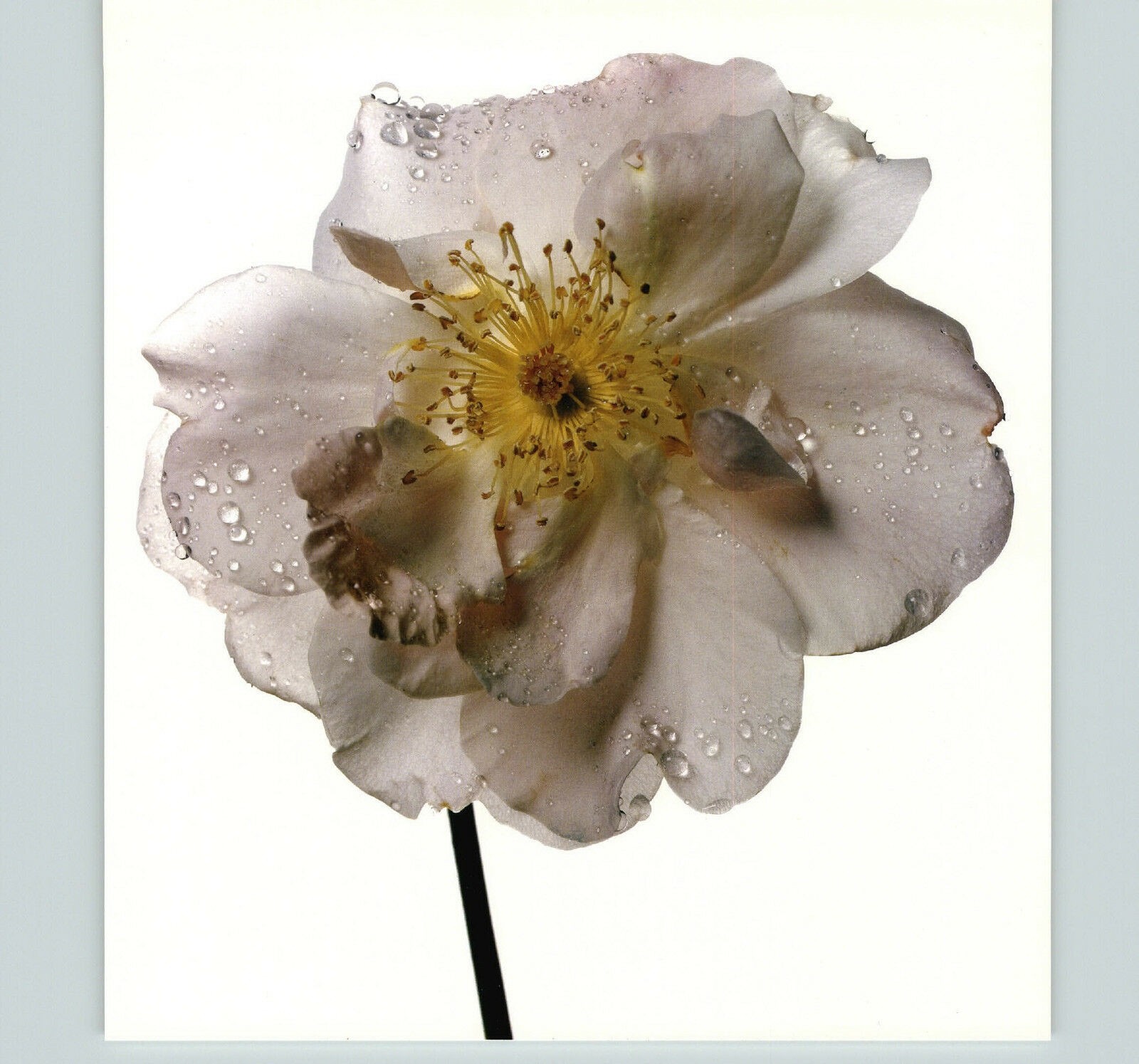 1980 Irving Penn ORIGINAL Golden Wings Rose Flower Art Photo 11″ X 14″