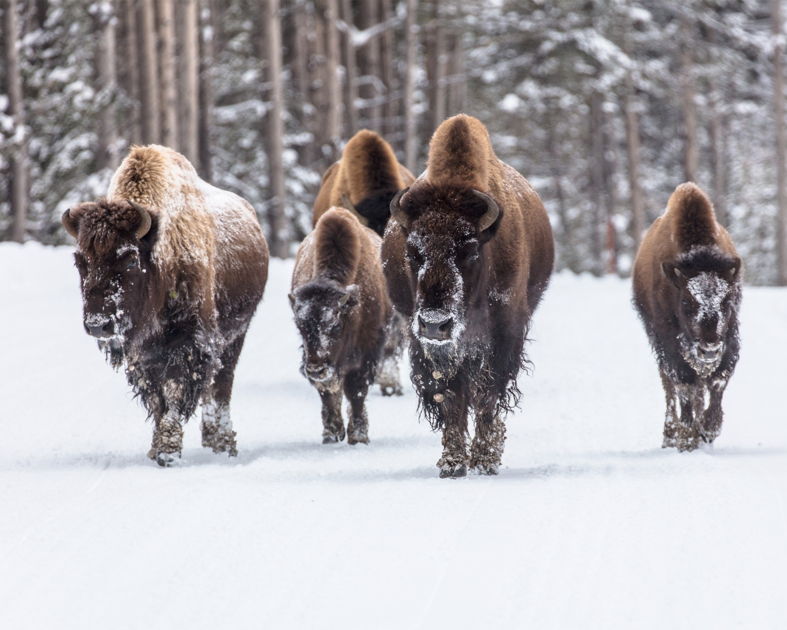 Bison Group 8×10 Photograph Print 8″x10″