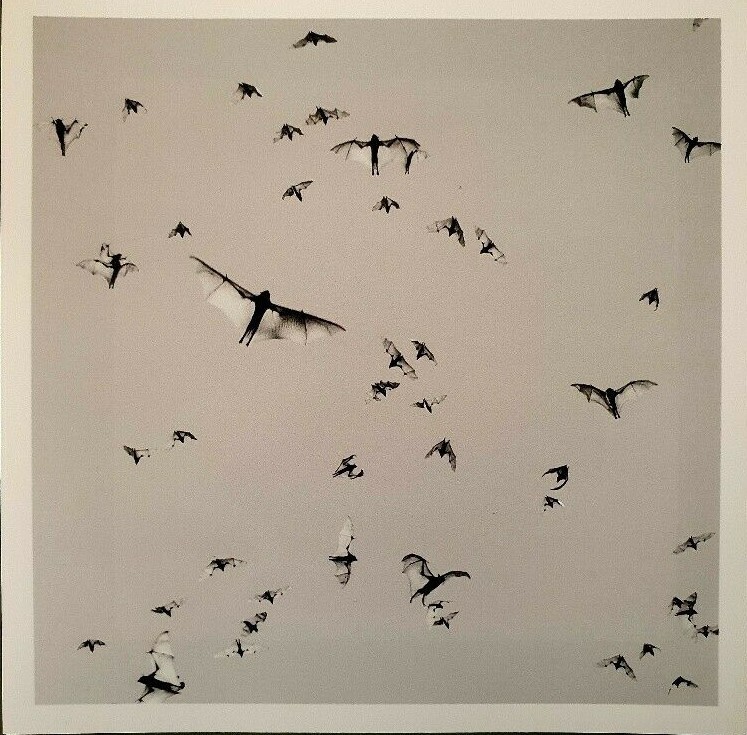 TRENT PARKE – SIGNED PHOTO – MAGNUM SQUARE PRINT LIMITED EDITION