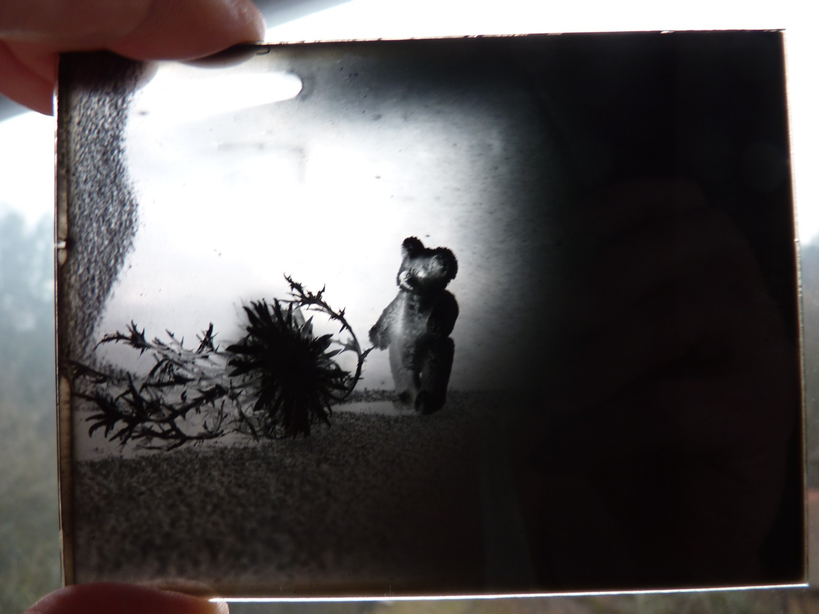 Glass Plates Negative Circa 1930 1933 Marburg Young Woman Teddy Doll Still Life