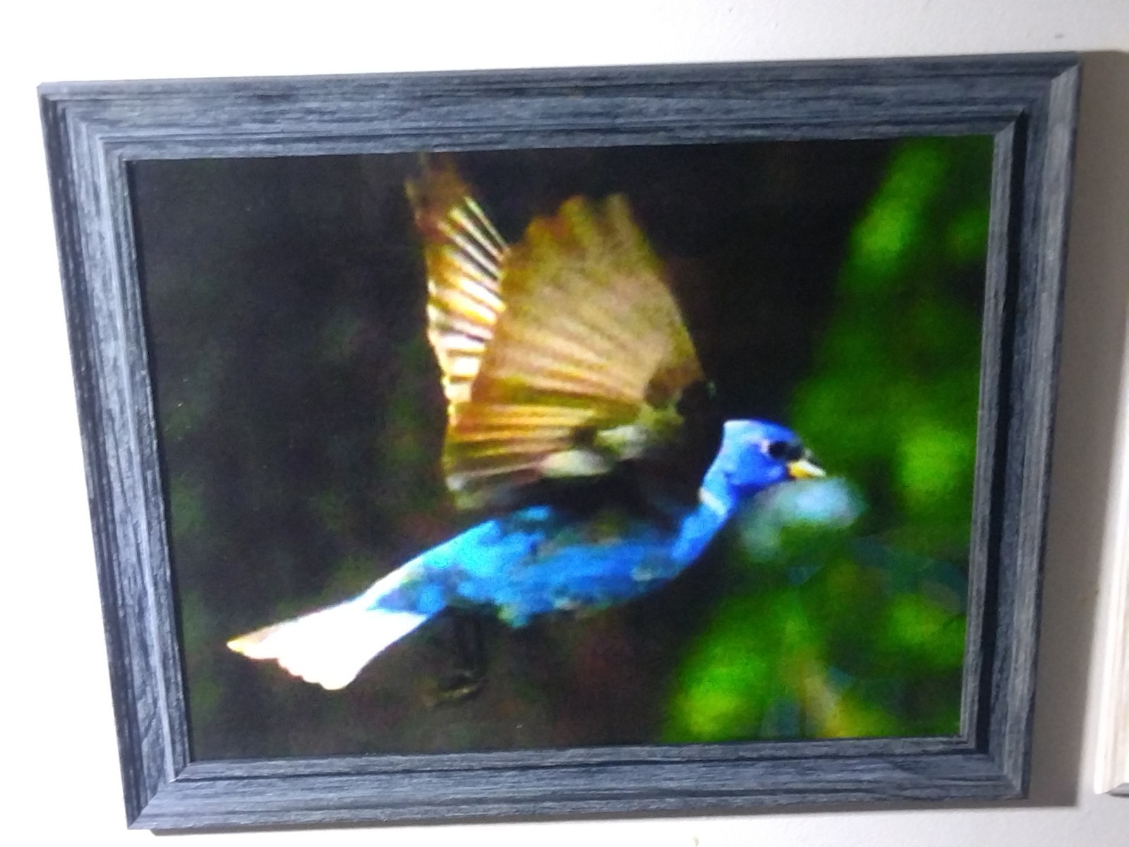 Magnificent Flying Bird Portraits. One Of A Kind Anywhere In The World.
