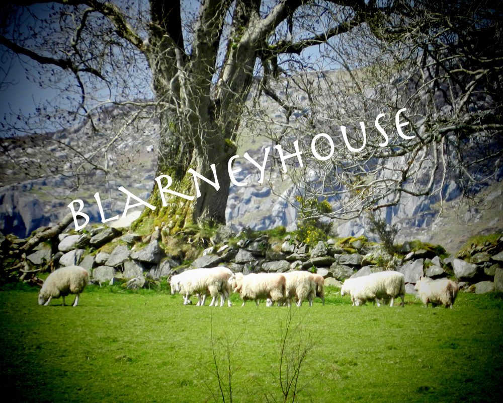WONDERFUL PHOTO OF IRISH SHEEP IN A FIELD! Stone Fence IRELAND Beautiful!!!