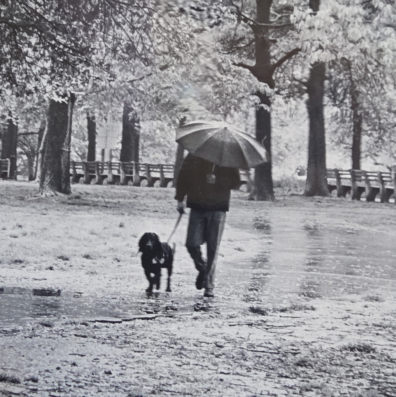 The Photographer Has Passed”Rainy Morning in Central Park” Signed B&W Photo 1980