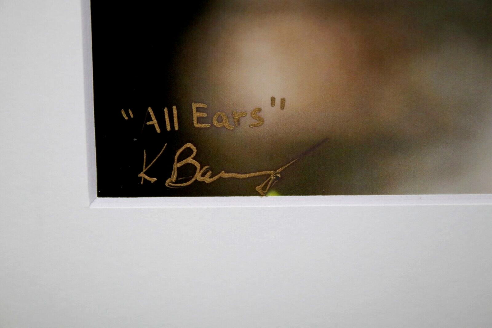Deer Wildlife Photo 8″ x 10″ in 11″ x 14″ White Matte Signed by Kim Barry