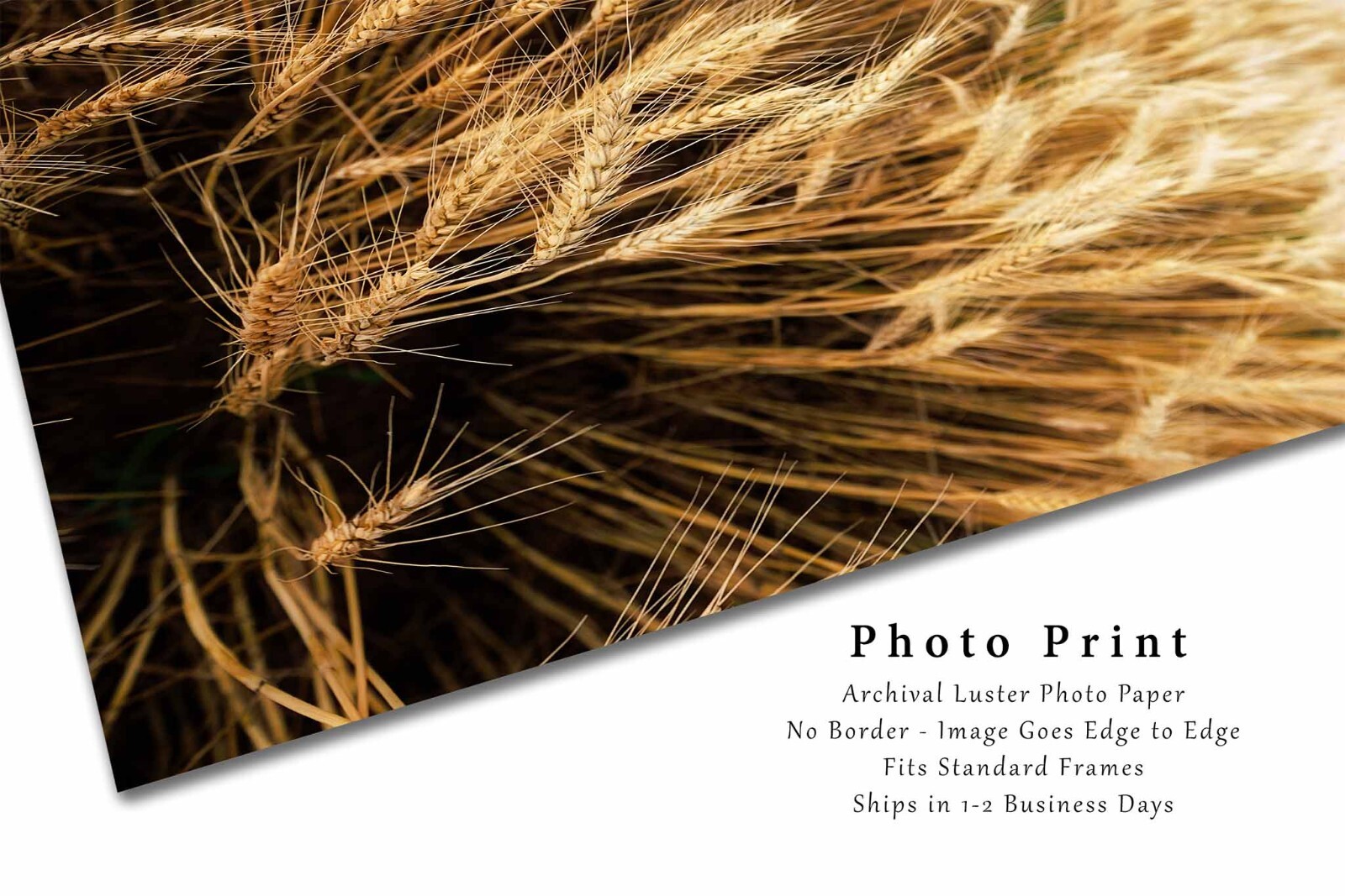 Golden Wheat Field Photography Print | Vertical Farm Picture | Oklahoma Wall Art