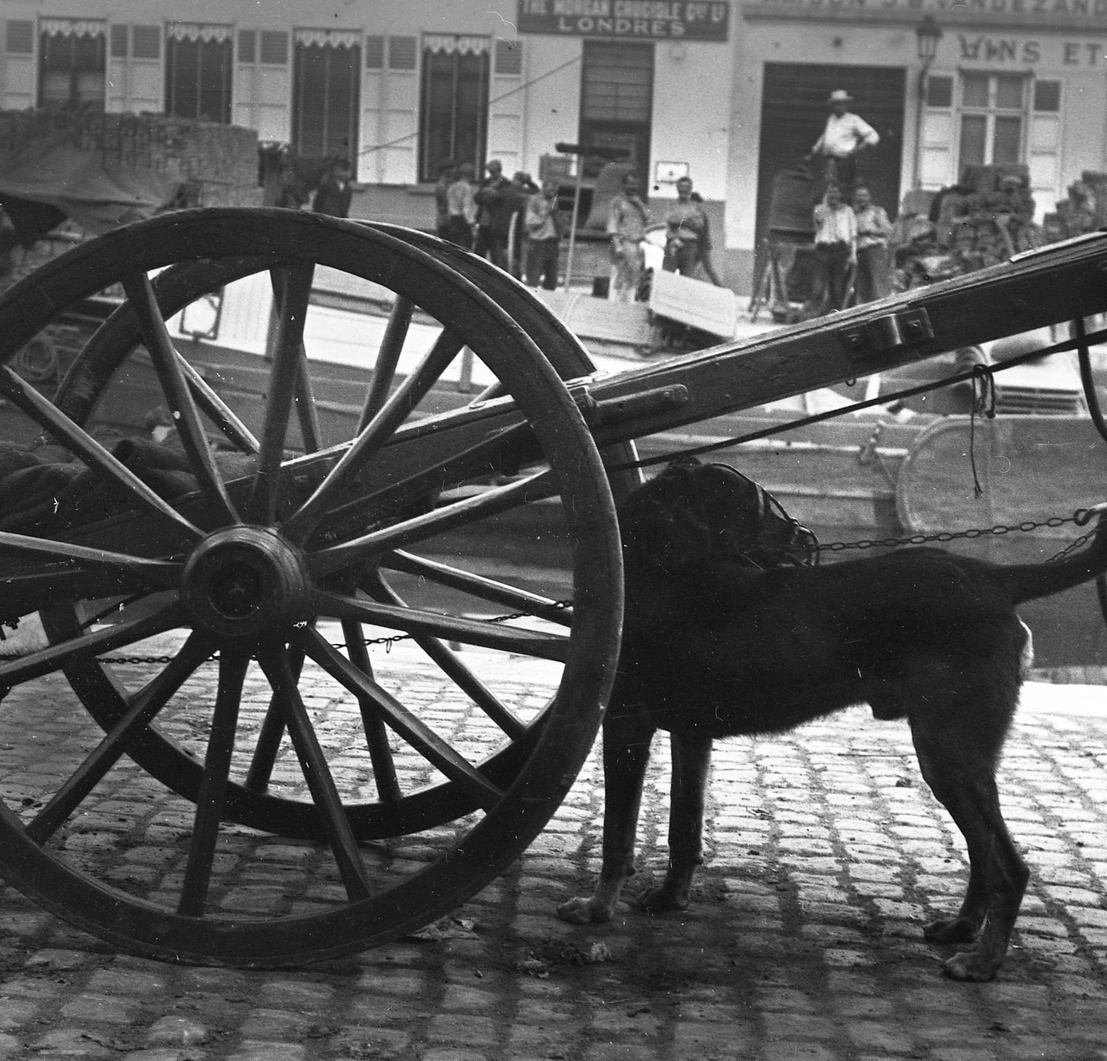 STEREO GLASS NEGATIVE, handcart w sweet dog, adds, rare, vintage fine art STEREO