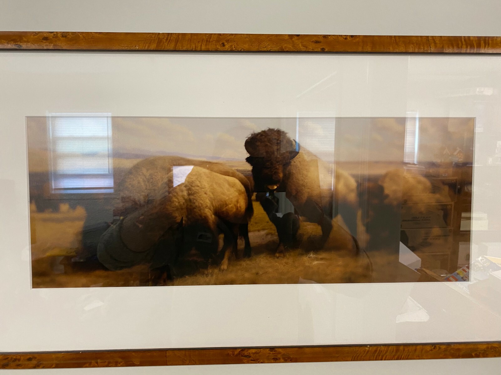 Jonathan Singer “Buffalo” 2006/2008 Edition 3/10 Inkjet Print in Wood Frame