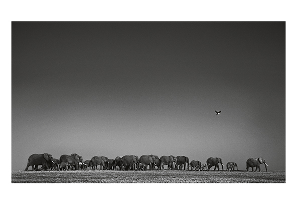 THE FAMILY ALBUM OF WILD AFRICA BY LAURENT BAHEUX CE EDITION + SIGNED PRINT RARE