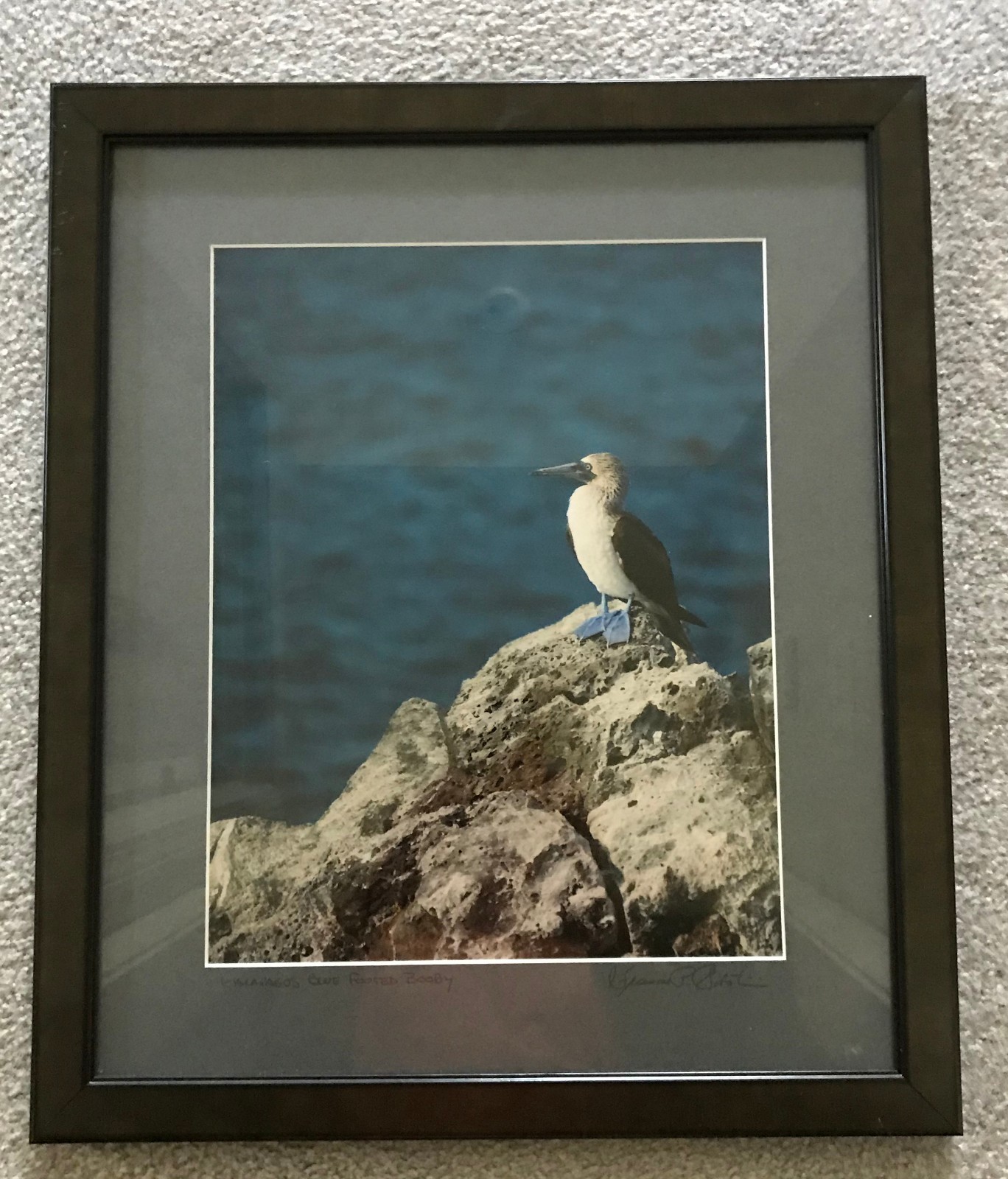 Professionally Framed & Matted: Galapagos Blue Footed Booby