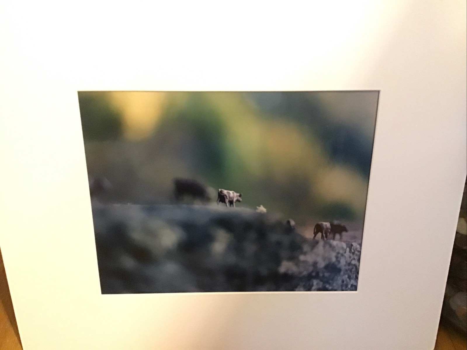 COW Photograph by Susan Arthur-Whitson. Chromogenic Print 2006 numbered 3/10