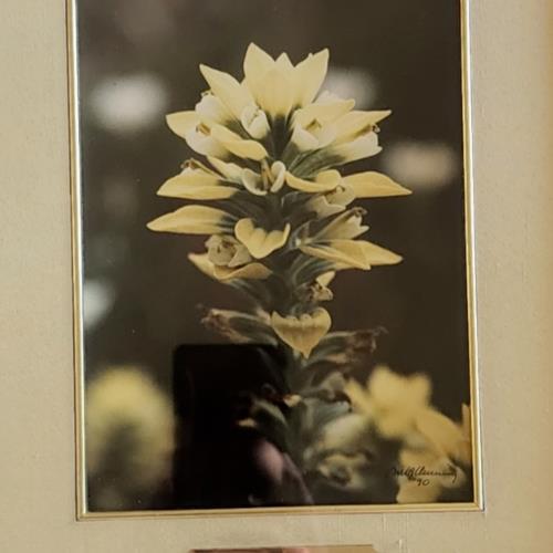 Floral Photograph Wall Art Framed Original Signed Engraved Plaque
