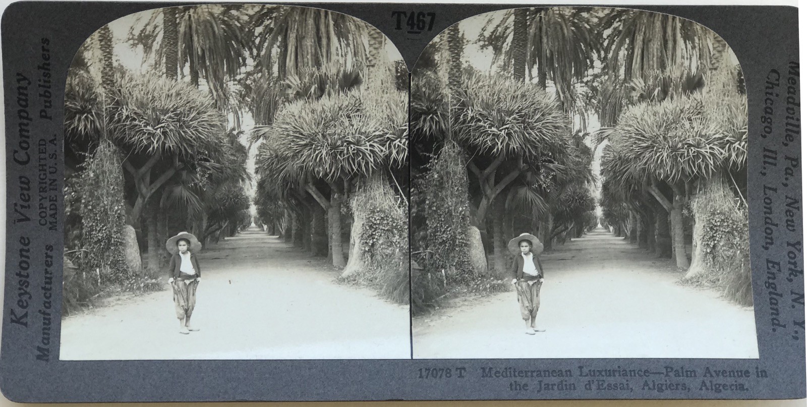 Algeria Algiers Garden Photography Stereo Vintage Album