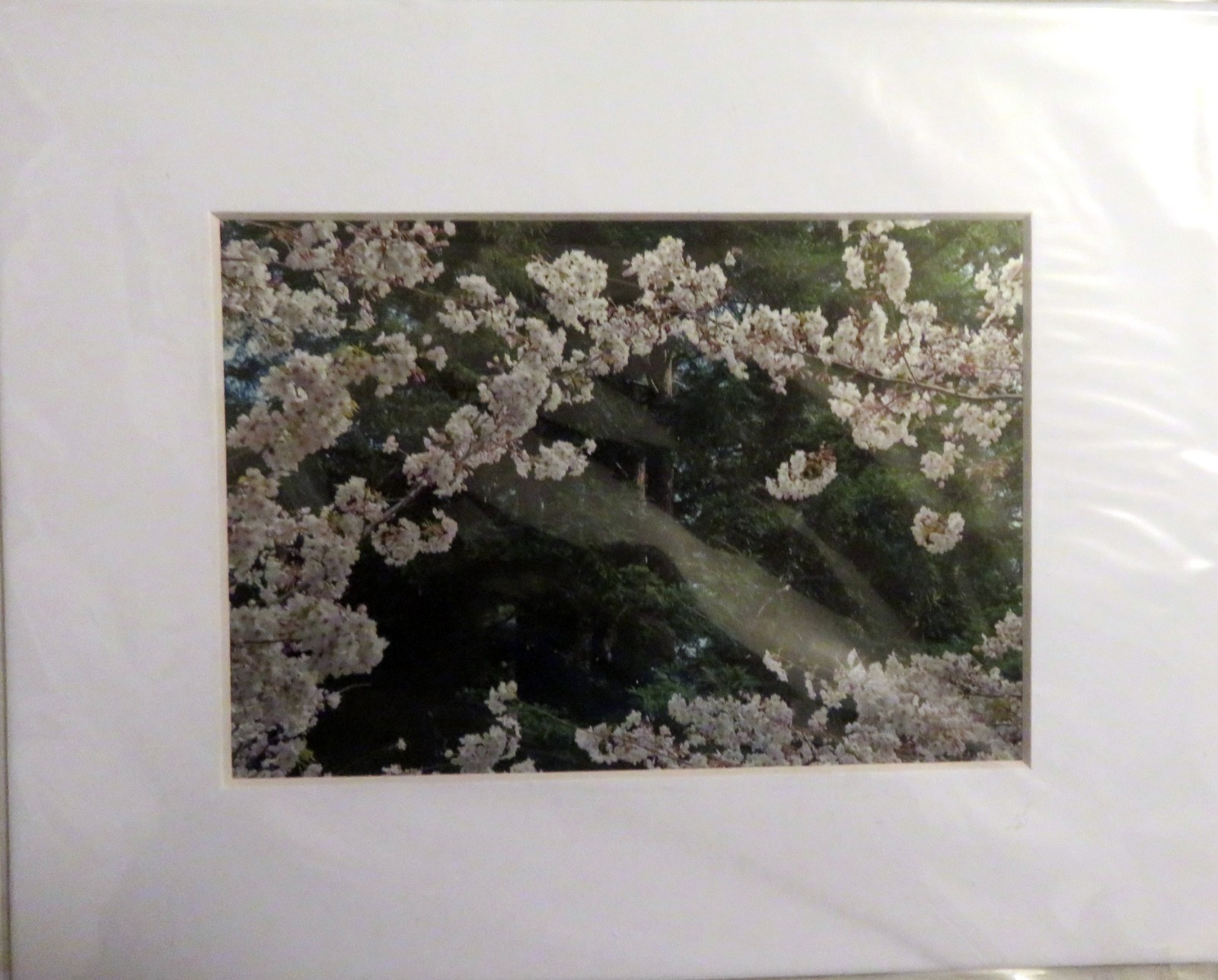 IRENE RETI Photography – Cherry Trees – Matted, Signed, Gift Inscription