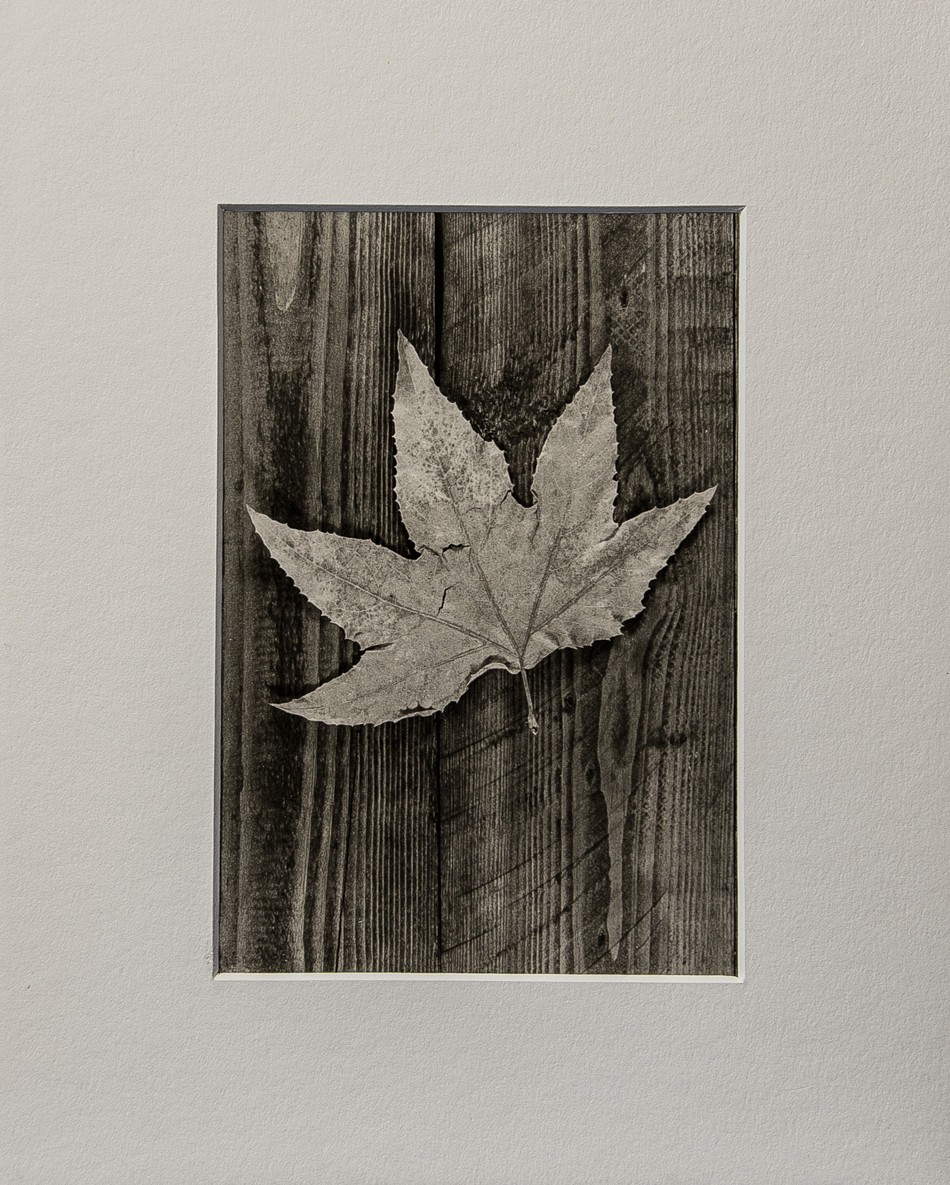 Maple Leaf & Wood Background