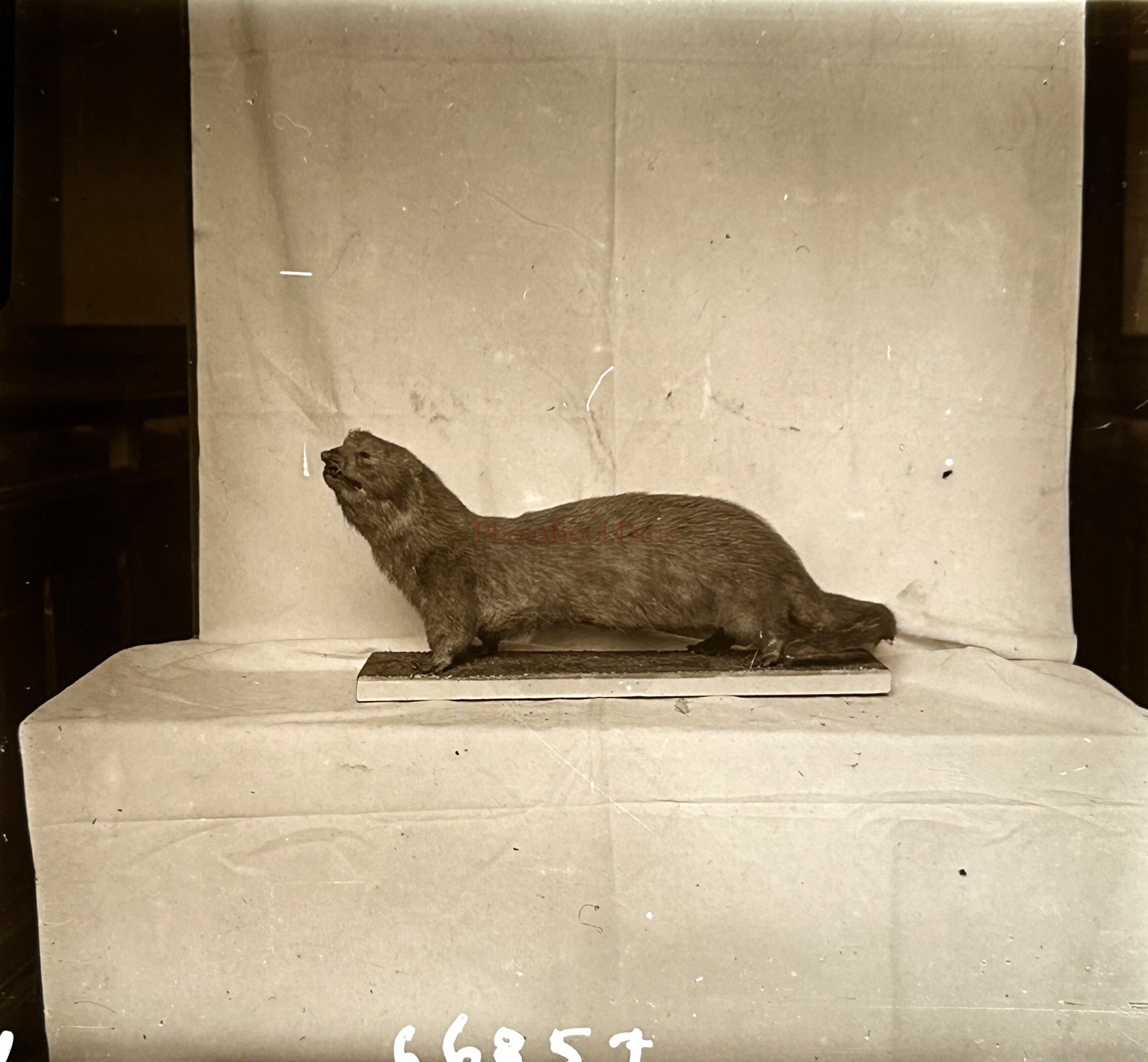 Natural History Museum Otter C1910 Photo Plate Vintage §gf
