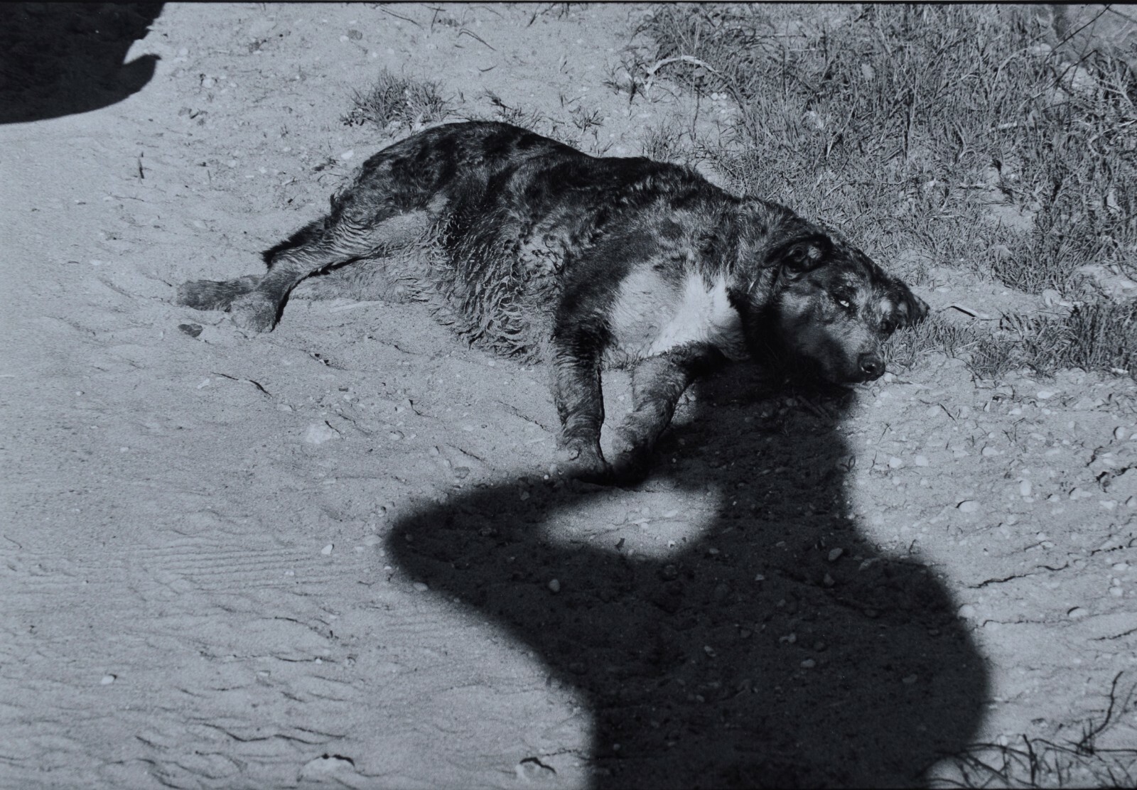 ELLIOTT ERWITT (* 1928) Self portrait w/dog, signed