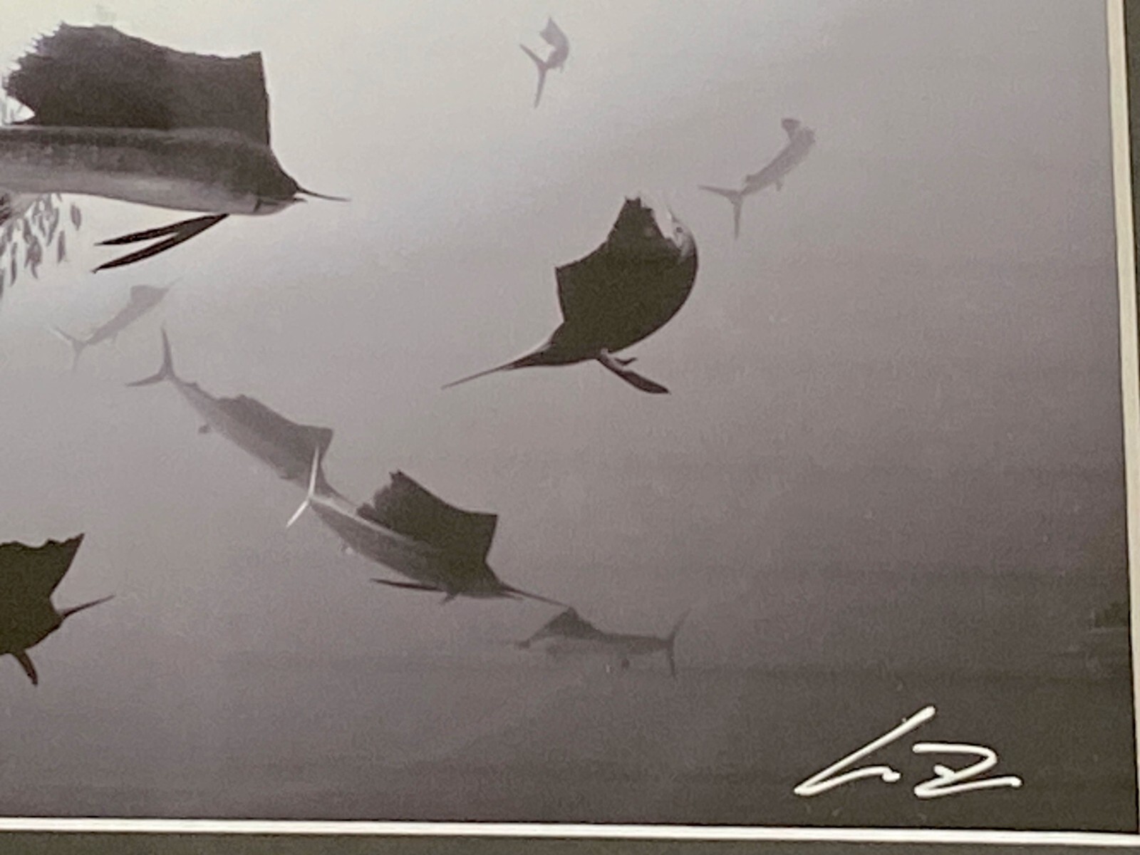 SAILFISH Baitball Signed Chris Doherty 5×7 B/W Photo | Matted & Framed 16.5×13.5