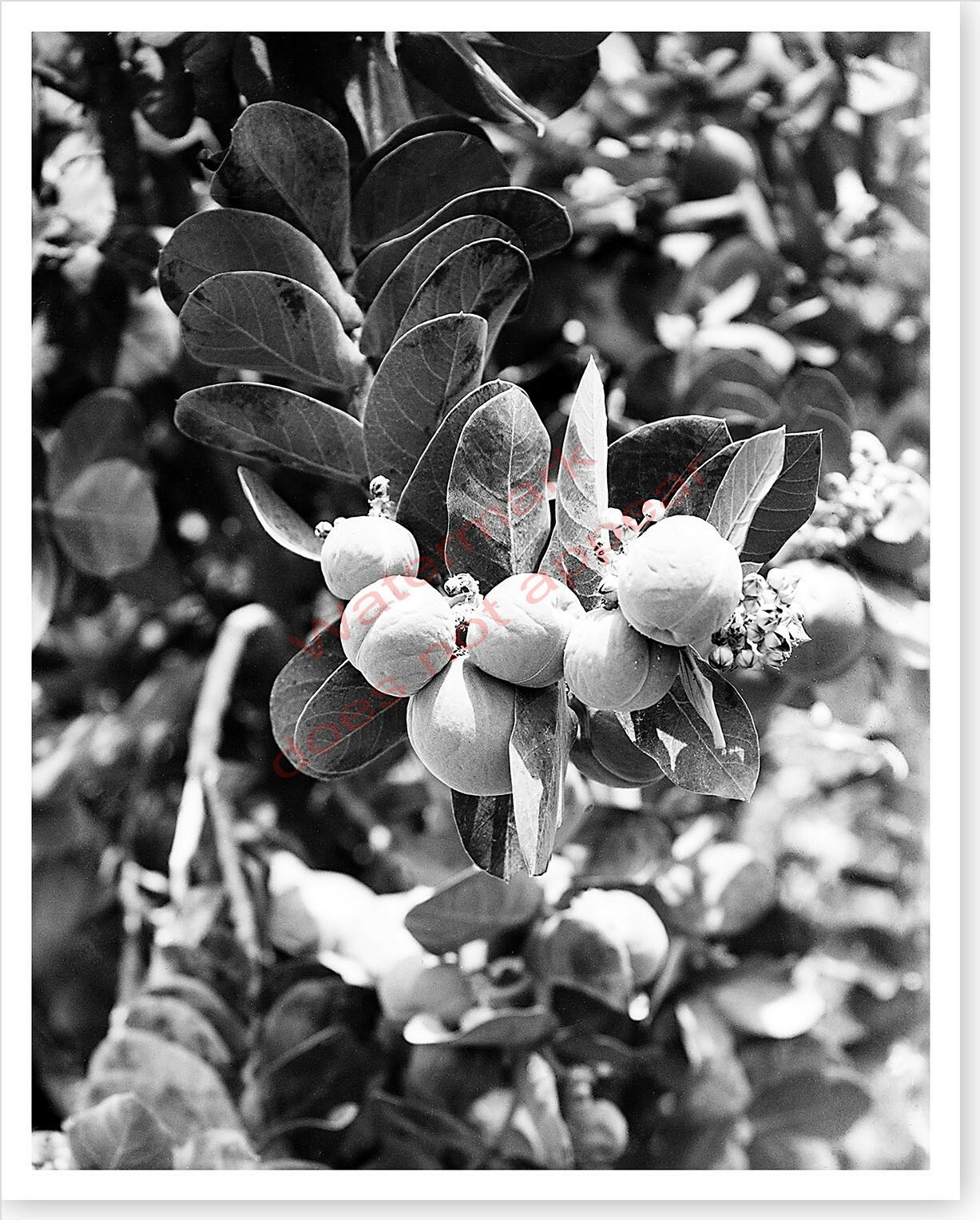Sodom Apple Plant Near En Gedi Dead Sea 1920’s Holy Lands Silver Halide Photo