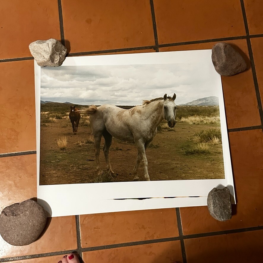 Janine Gordon Photograph 20×24″ C-print Edition 2 Horses Marfa Texas Signed