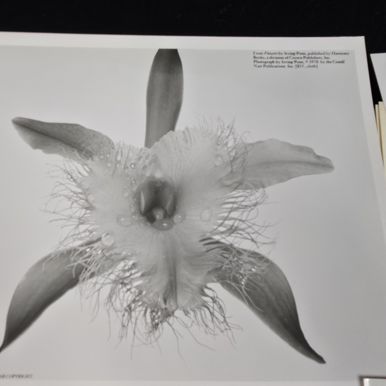 Irving Penn Flowers Press Release With Photos