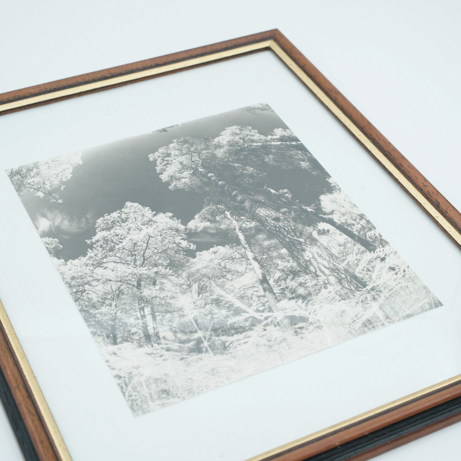 Fotografie Kunst, Wald in Infrarot, Barytpapier, 26,5×32,5cm, Handarbeit