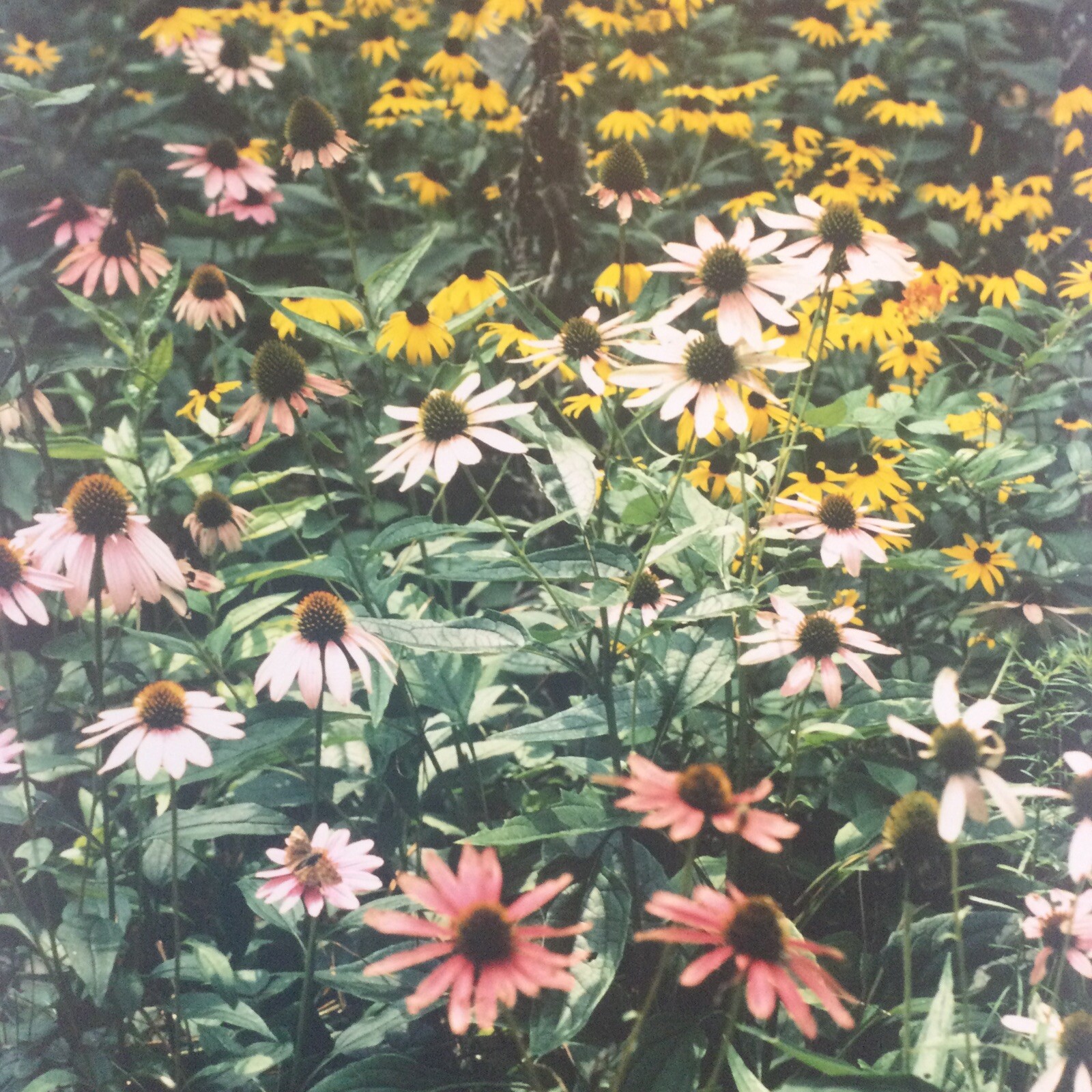 Original William Eickhorst Photograph (Painted Daisy’s ) 1999 Ed 1/50 11 X 16