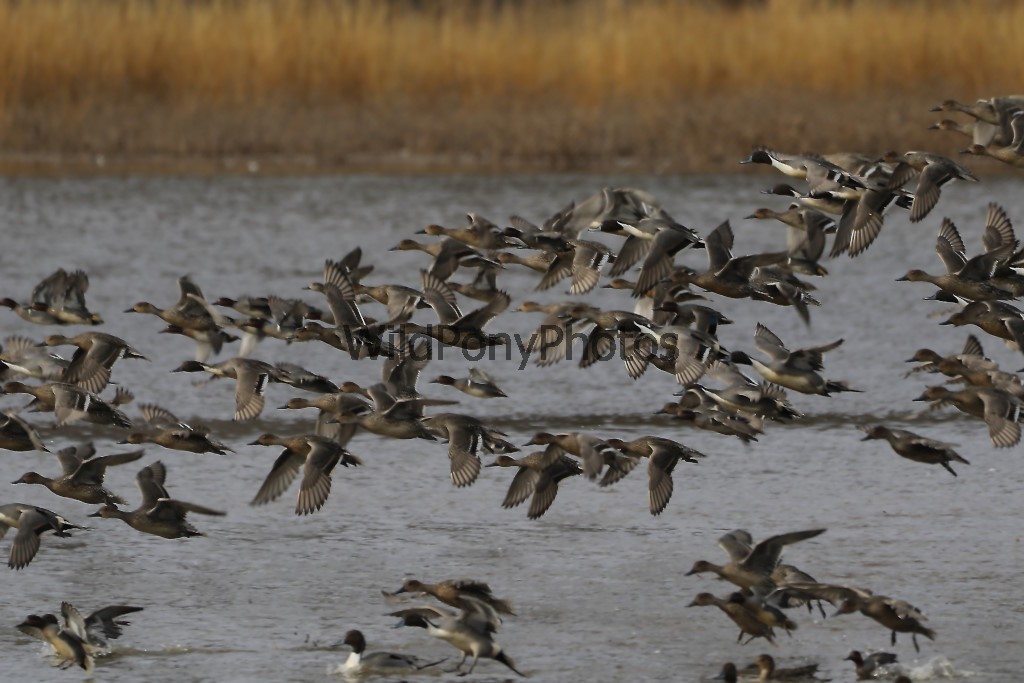 Pintails Photo 1, Pick One Image – Various Sizes