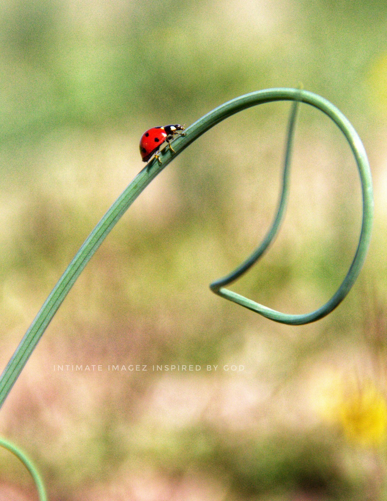 “Little Things” Fine Art Photography, (4×6 Print),(Talitha Tekoah, Artist)