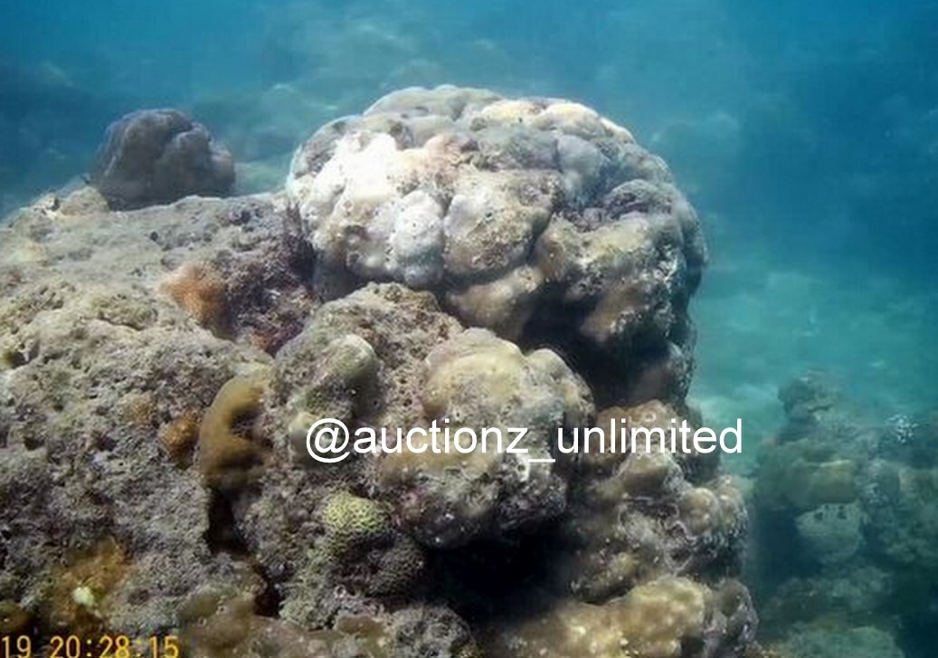 Digital Image Picture Photo Pic Andaman India underwater coral life scuba AND043