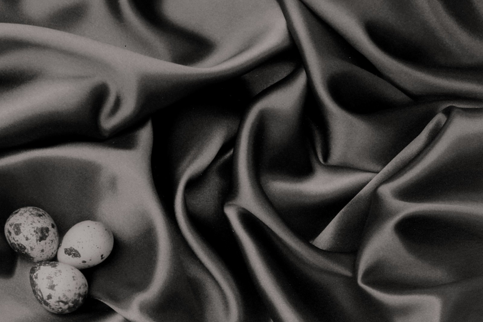 DOMINIC ROUSE Fine Art Gelatin Silver Photograph Birds Nest on Silk Ltd Edition