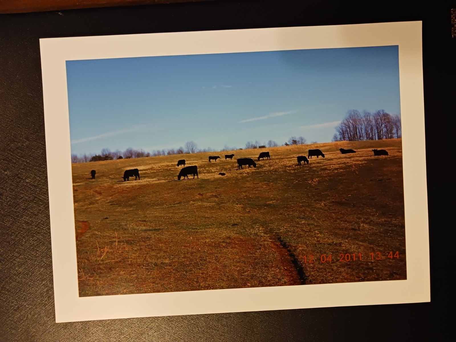Prints of Black Angus Cows and Calves on a Winter Day Farm Ranch Beef Cattle