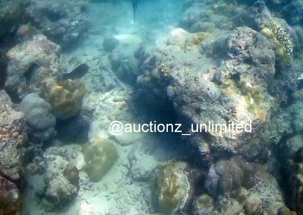 Digital Image Picture Photo Pic Andaman India underwater coral life scuba AND014